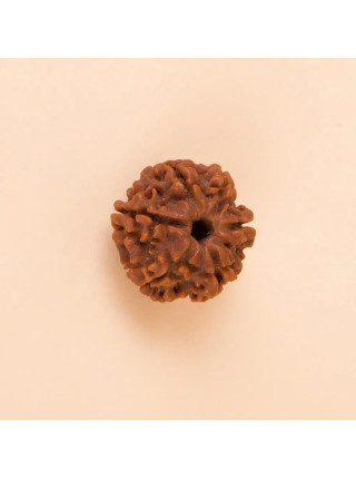 Рудракши Иша Шанмукхи (шестиликая), для детей до 14 лет, Иша Лайф; Isha Shanmukhi (six faced) Rudraksha Bead, single bead for children below 14 years of age, Isha Life