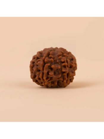 Рудракша Иша Шанмукхи (6 ликов) для детей до 14 лет - Isha Life