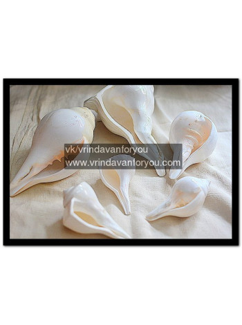 Раковина для священного омовения Абхишека